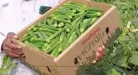 Okra
