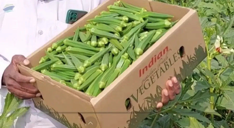 Okra