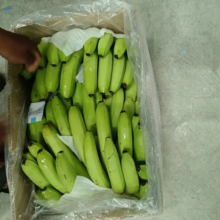 G9 Cavendish Banana