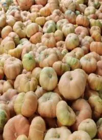 Red Pumpkin