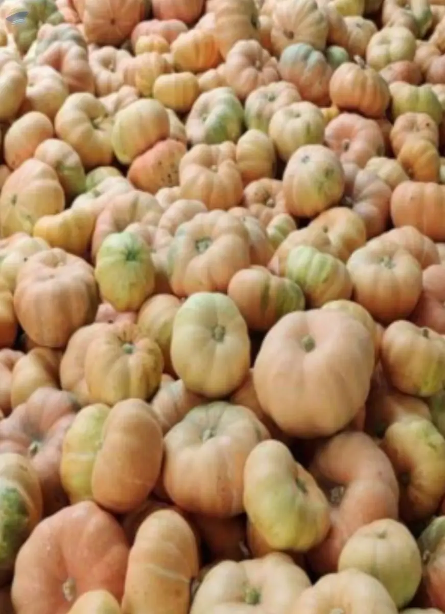 Red Pumpkin