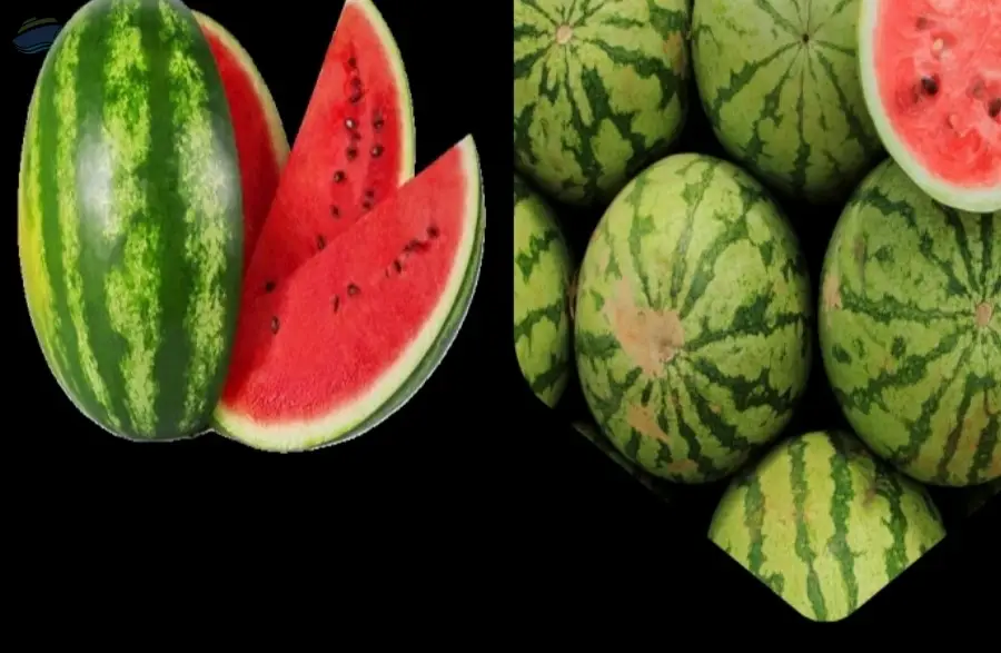 Watermelon