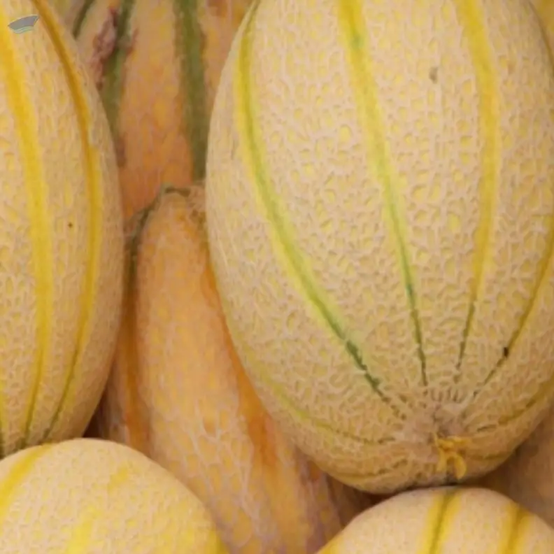 Musk Melon