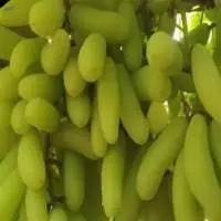 Grapes
