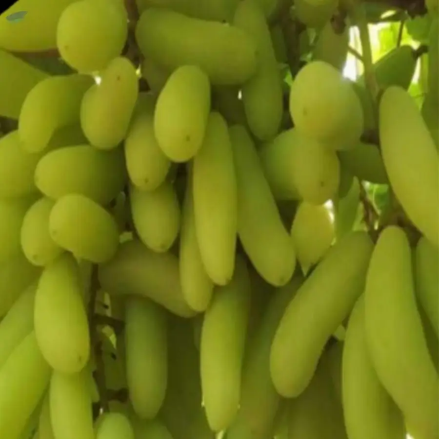 Grapes
