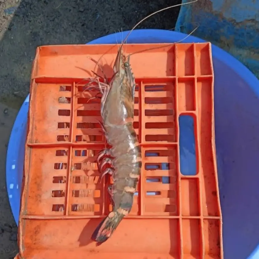 Shrimp
