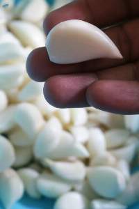 Garlic