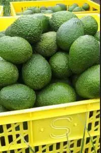 Fresh Hass Avocados Premium Export Quality