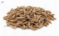 Premium Indian Cumin Seeds (Whole)