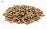 Premium Indian Cumin Seeds (Whole)