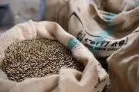 Robusta Coffee Beans