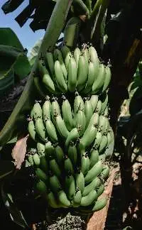 Fresh Banana