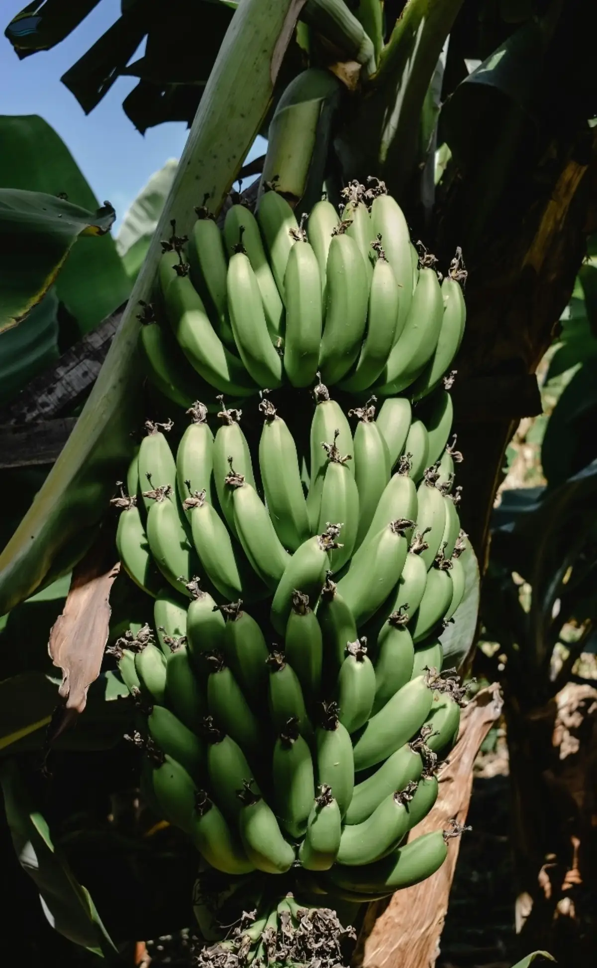 Fresh Banana