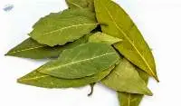 Bay Leaf