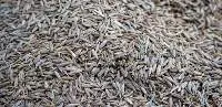 Cumin Seeds