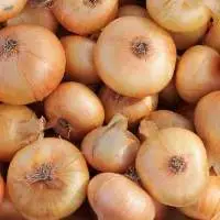 Onion