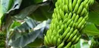 Fresh Banana