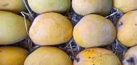 Alphonso / Hapus Mango