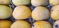 Alphonso / Hapus Mango