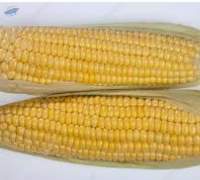 Maize
