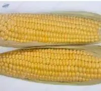 Maize