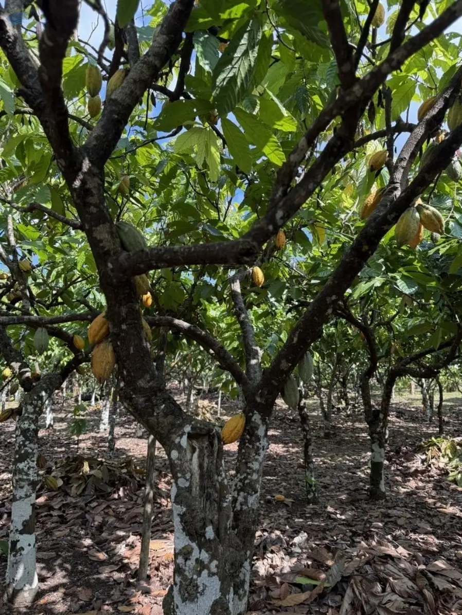 premium graded Cocoa beans