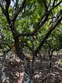 premium graded Cocoa beans