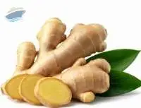 Fresh Ginger