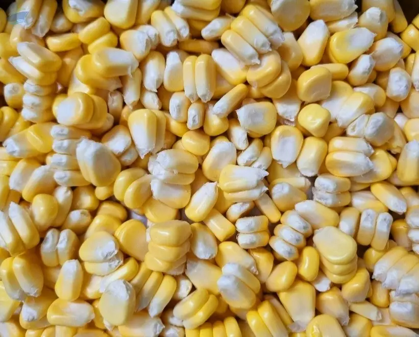 Non-GMO Yellow Corn (Animal Feed Grade)