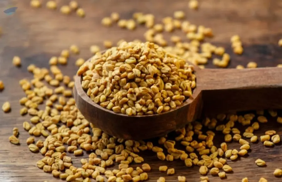 Fenugreek