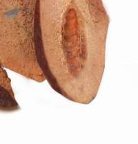 Dehydrated Chikoo
