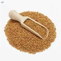 Yellow Mustard Seeds