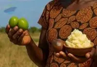 Crude Shea Butter