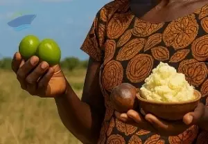 Crude Shea Butter