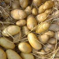 Potatoes