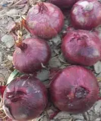 Onion