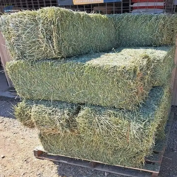 Wholesale Quality Alfalfa Hay