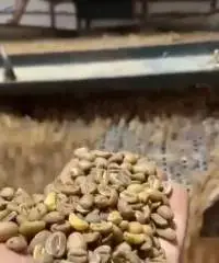 green bean arabica
