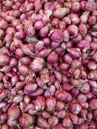 AAA Grade Export Grade Fresh Shallot Bulbs