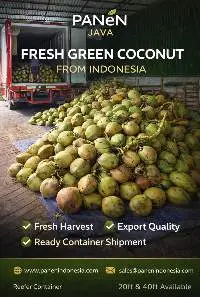 Export Grade Fresh Green Coconut Fruit