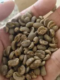 Premium Grade Gayo Arabica Coffee Beans