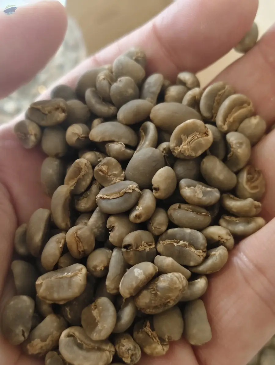 Premium Grade Gayo Arabica Coffee Beans