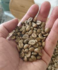 Premium Java Robusta Green Coffee Beans