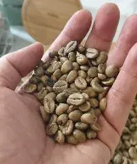 Premium Java Robusta Green Coffee Beans