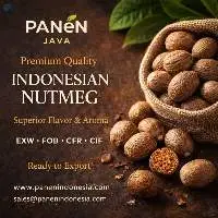 Indonesian Nutmeg ABCD Whole Shelled Nutmeg