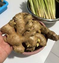 Premium Indonesian Dried Ginger (Elephant)
