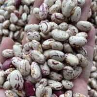 Speckled Beans (white Beans)