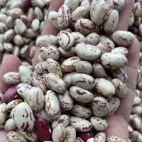 Speckled Beans (white Beans)