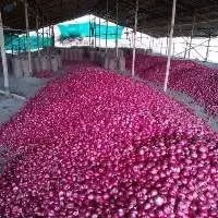 Fresh Onions