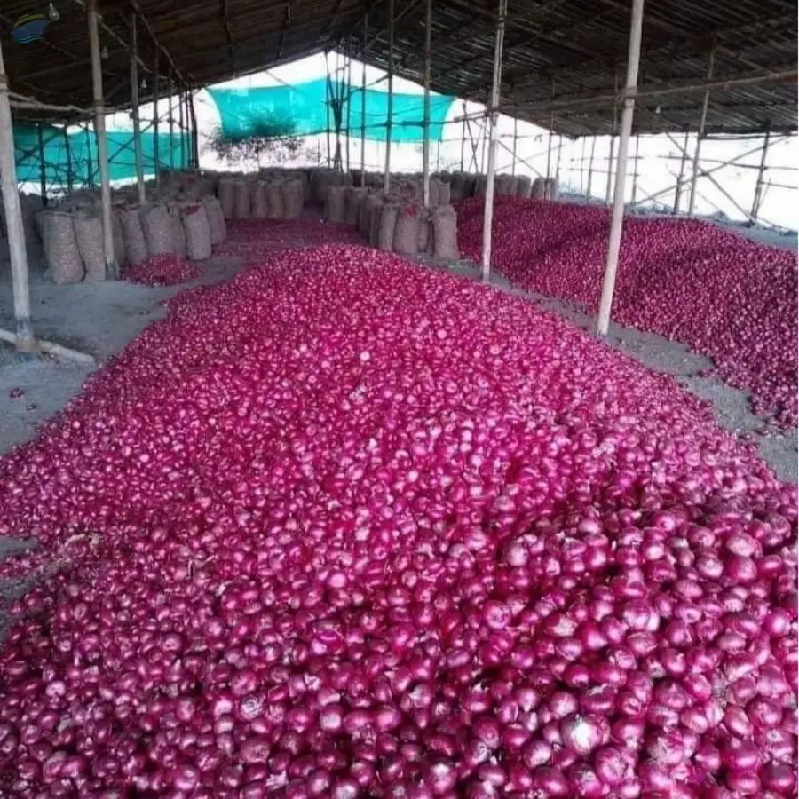 Fresh Onions